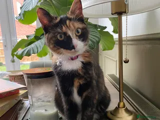 Mixed Breed cats Pretty girl - Advert 3