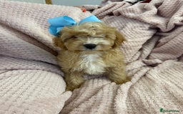 Cavapoo dogs for sale: Beautiful F1 Cavapoo boy & girl puppies - Image 2