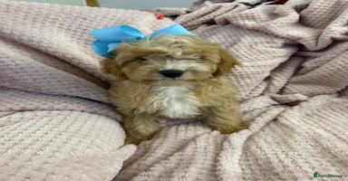 Cavapoo dogs - Advert 2