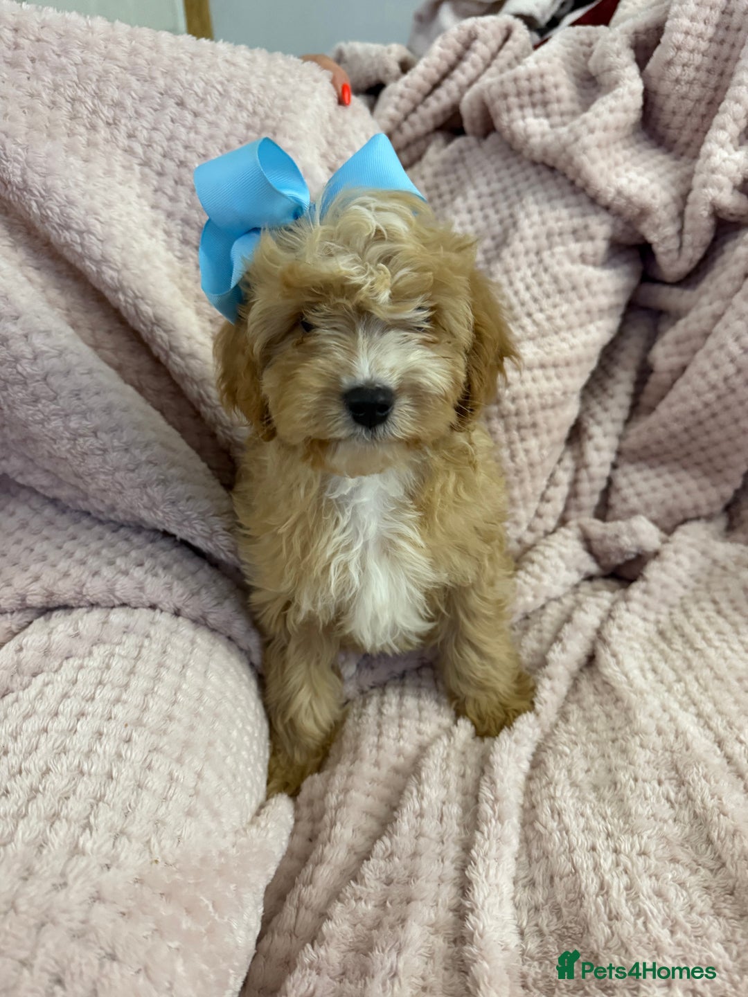 Cavapoo dogs for sale: Beautiful F1 Cavapoo boy & girl puppies - Image 2