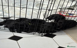 Labrador Retriever dogs for sale: Labrador puppies - Ready Now  - Image 33