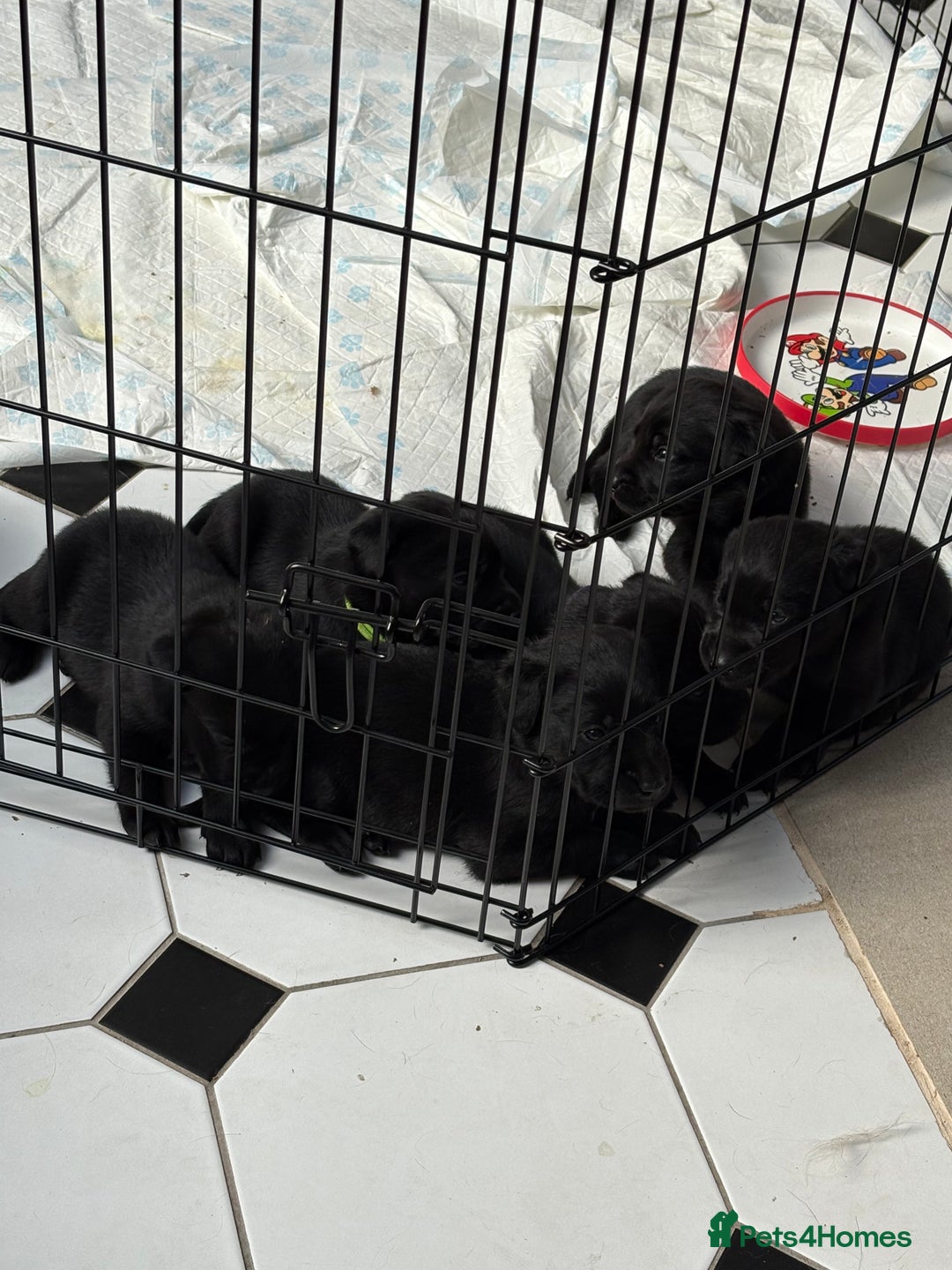 Labrador Retriever dogs for sale: Labrador puppies - Ready Now  - Image 33