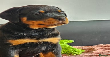 Rottweiler dogs - Advert 8