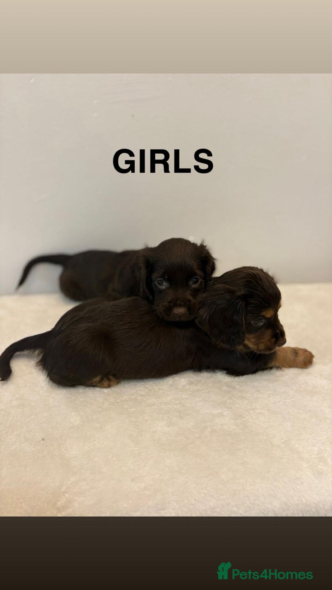 Cocker Spaniel dogs for sale: Gorgeous Full Cocker Spaniel Pups  - Image 26
