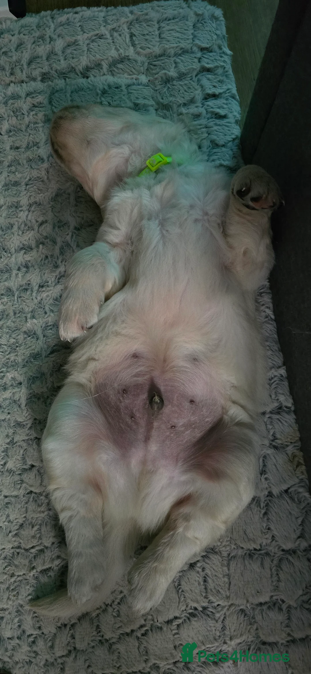 Golden Retriever dogs for sale: Adorable white Golden Retriever - Advert 19