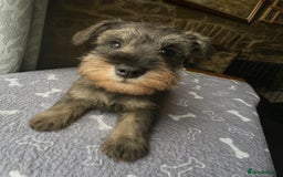 Miniature Schnauzer dogs for sale: Stunning Mini schnauzers kc reg puppies - Image 5