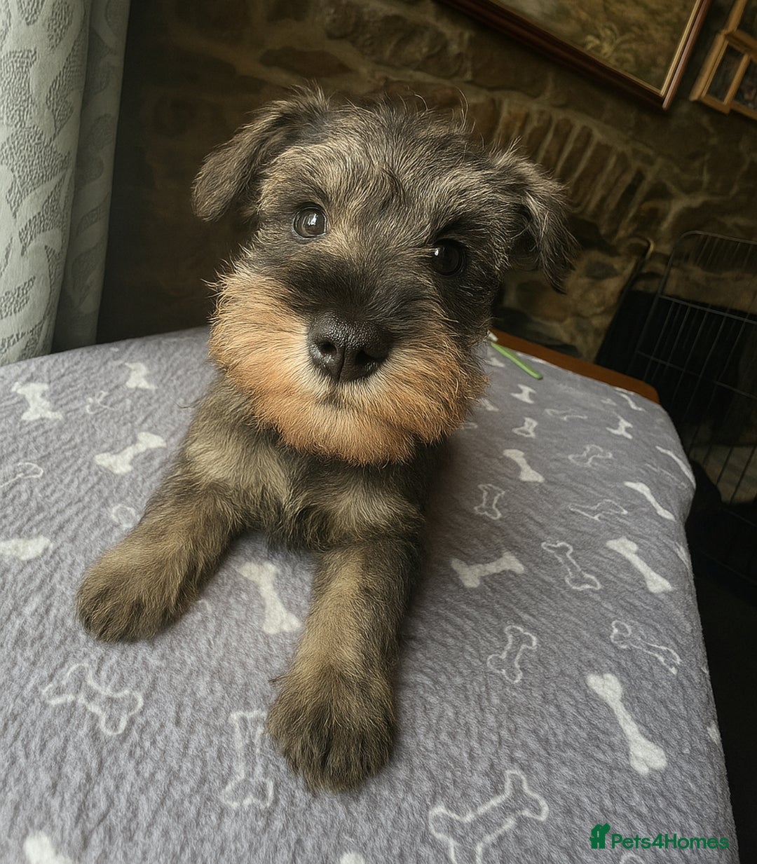Miniature Schnauzer dogs for sale: Stunning Mini schnauzers kc reg puppies - Image 5