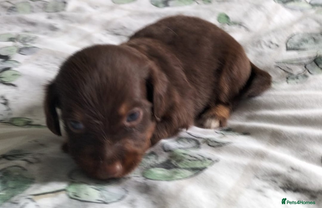 Mixed Breed dogs for sale:  Long haired Dachshund x - Image 6