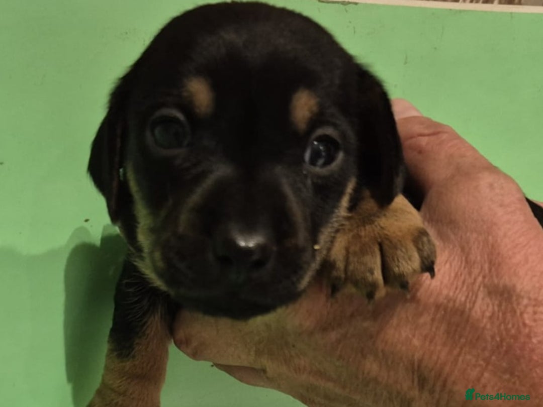 Jack Russell dogs for sale: Chocolate and Tan and Black and Tan Jacks - Image 5