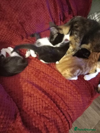 British Shorthair cats Kittens for sale - Advert 16