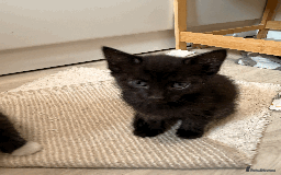 British Shorthair cats for sale: KITTENs males/female longhair shorthair in Dudley - Image 3