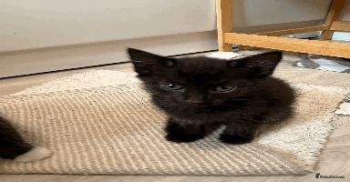 British Shorthair cats in Dudley - Advert 4