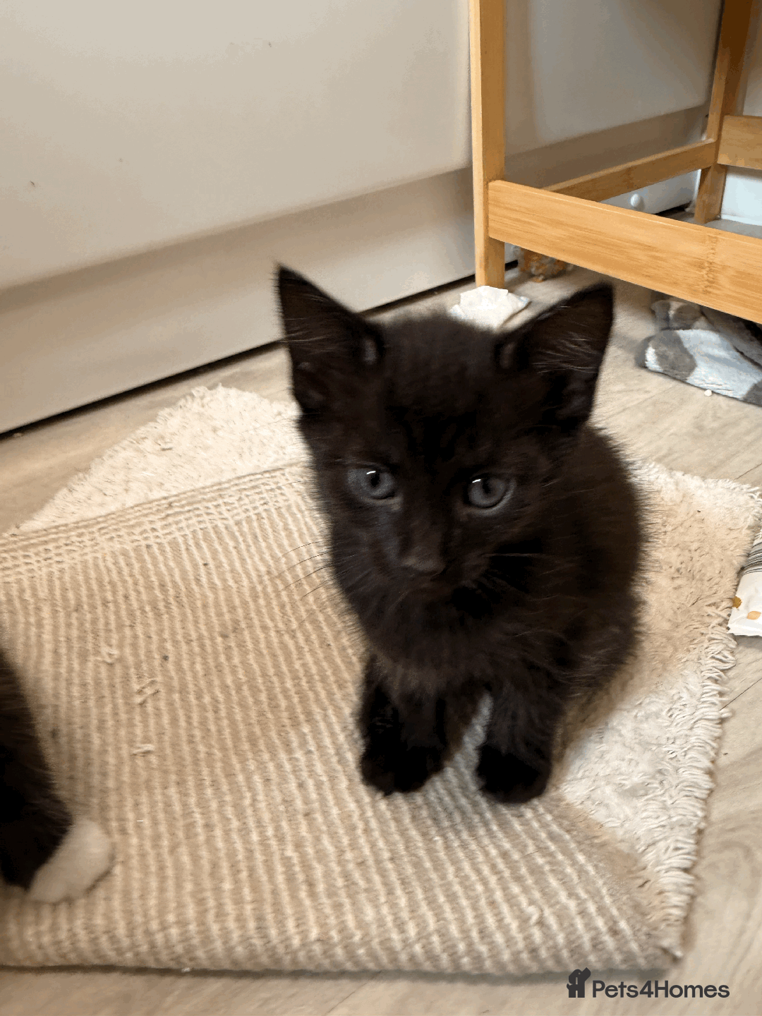 British Shorthair cats for sale: KITTENs males/female longhair shorthair in Dudley - Image 3