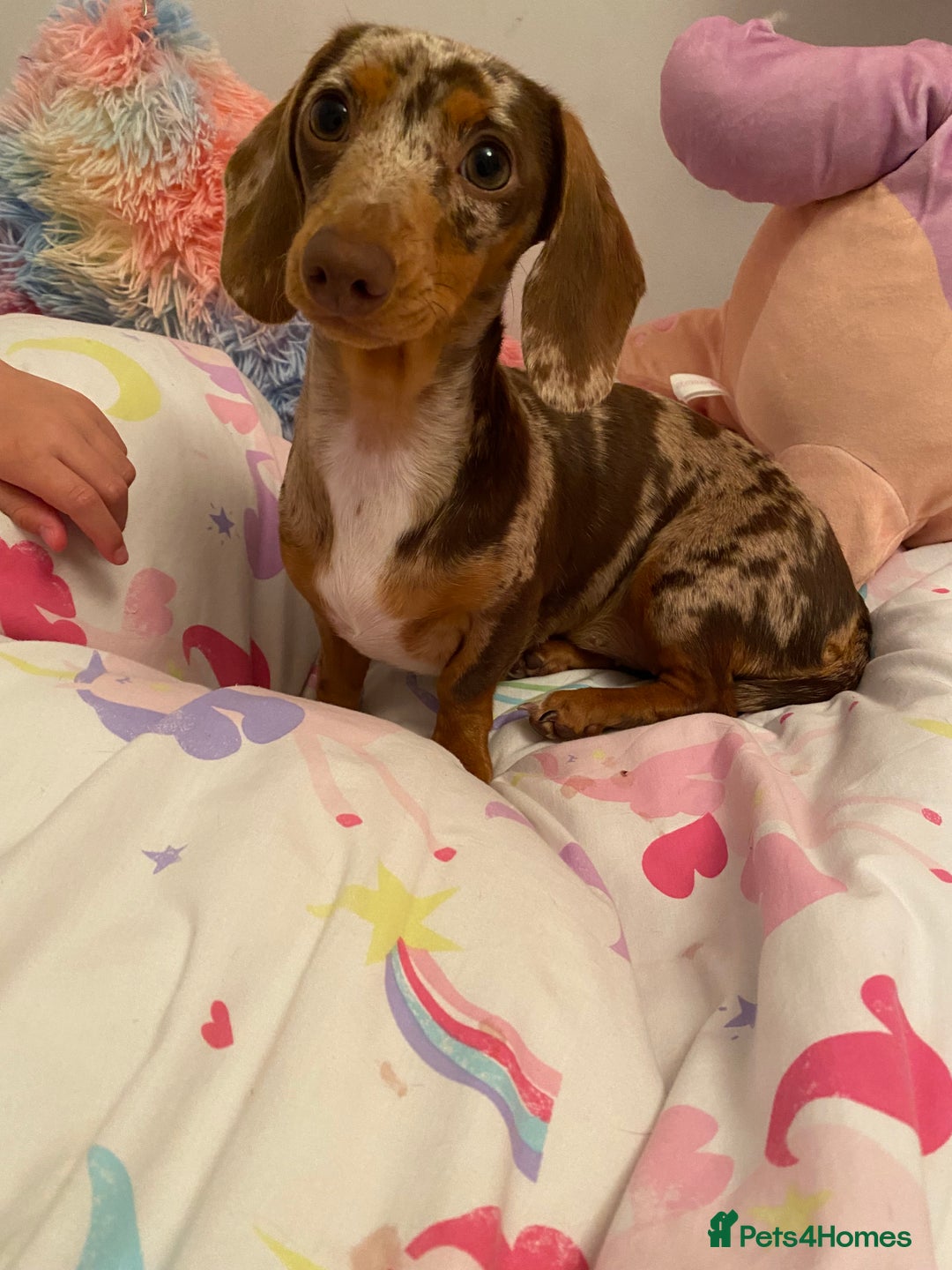 Miniature Dachshund dogs for sale: Rehoming  - Image 4