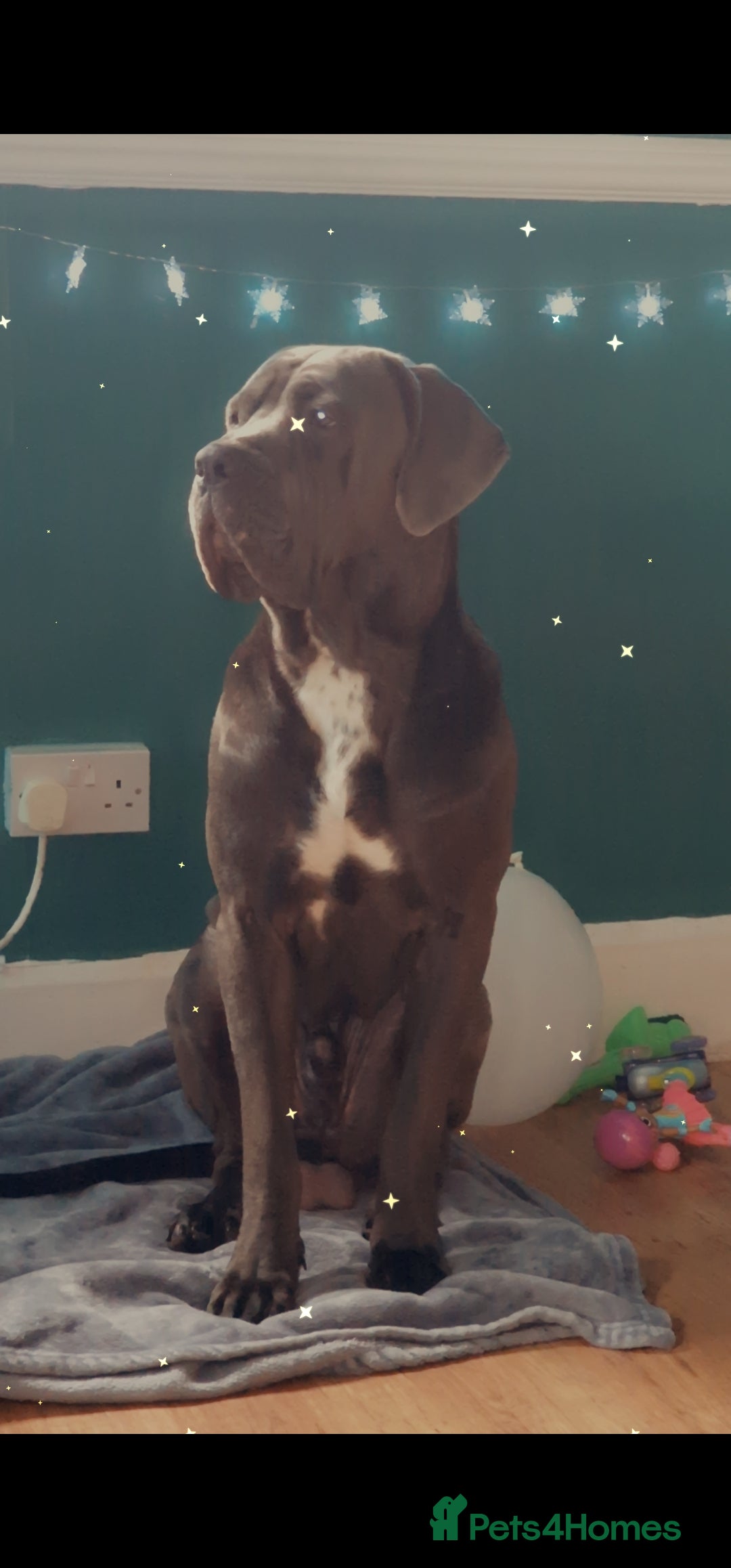 Cane Corso dogs for stud: Cane corso for stud in Birmingham - Advert 1