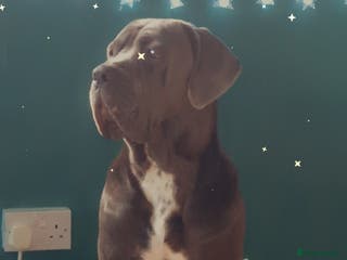 Cane Corso dogs Cane corso for stud in Birmingham - Advert 8