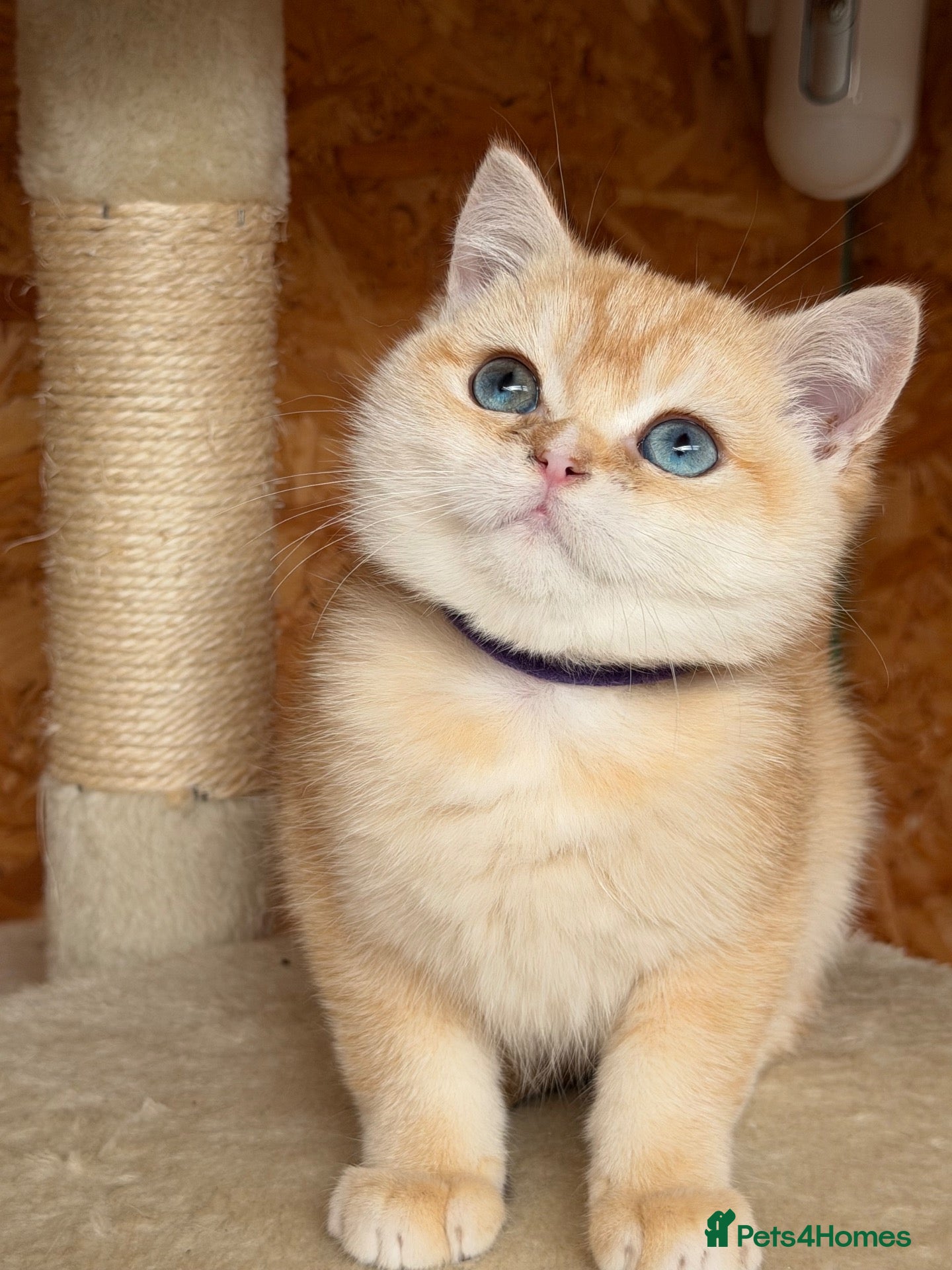 British Shorthair cats British shorthair golden odd eyed kittens  - Advert 3