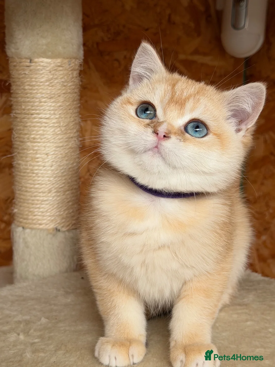 British Shorthair cats for sale: British shorthair golden odd eyed kittens  - Advert 2