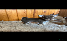Chihuahua dogs for sale: 💥Adorable puppies💥 - Image 7