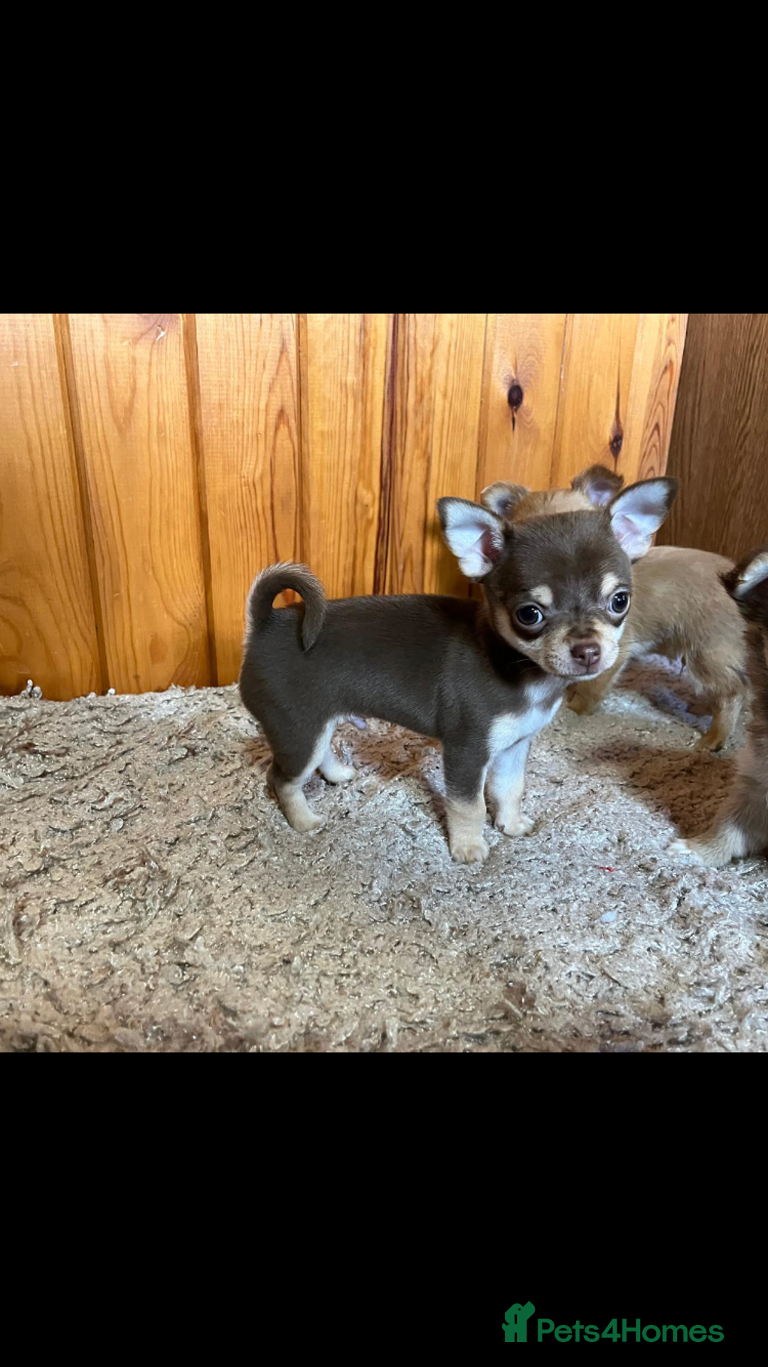 Chihuahua dogs for sale: 💥Adorable puppies💥 - Image 7