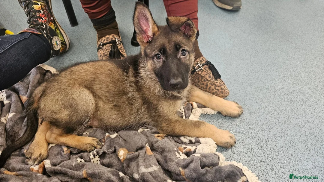 German Shepherd dogs for sale: German shepherd female puppy in Peterborough - Advert 2
