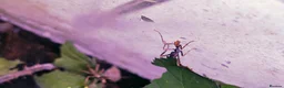 Stick Insects invertebrates for sale: Spiny Stick Insect Nymphs - Advert 5