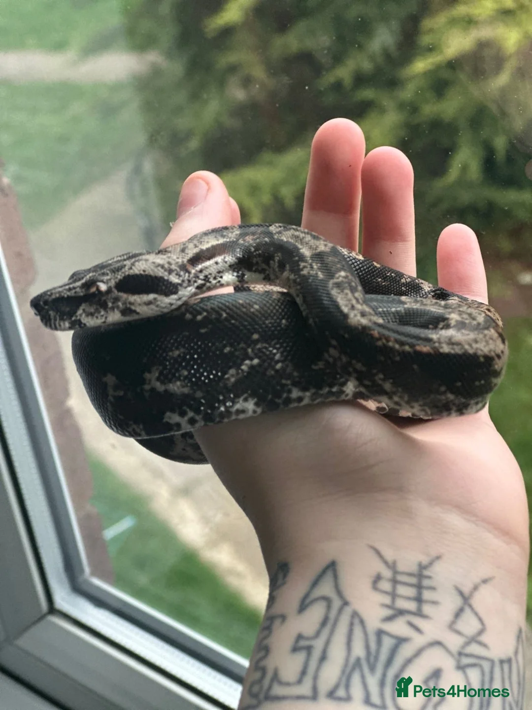 Boa Snake reptiles for sale: Hypo img and black eyed anery boas  in Runcorn - Advert 2