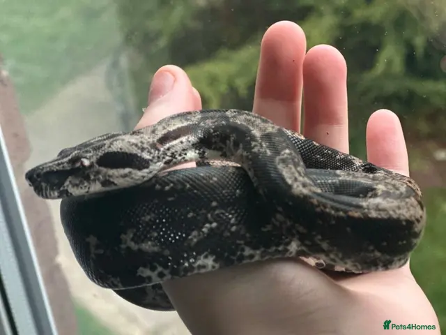Boa Snake reptiles Hypo img and black eyed anery boas - Advert 2