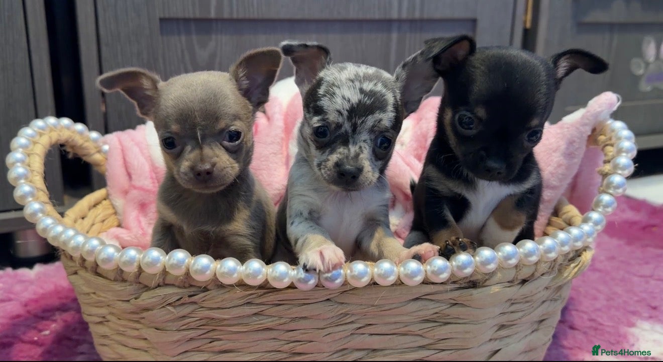 Chihuahua dogs Full chihuahua puppies  - Advert 1