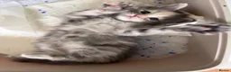 Maine Coon cats for sale: Beautiful Mainecoon kittens ready for loving homes in Rochdale - Advert 8