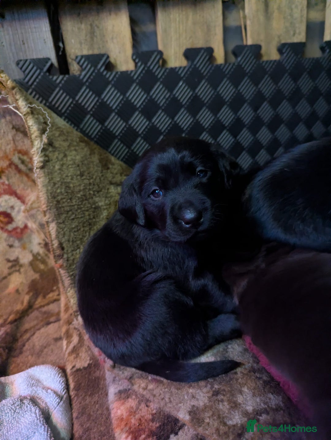 Labrador Retriever dogs for sale: Labrador puppies for sale (black and chocolate)  - Advert 4
