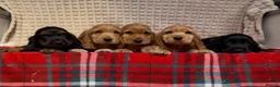 Cocker Spaniel dogs for sale: STUNNING COCKER SPANIEL PUPPIES  - Advert 9