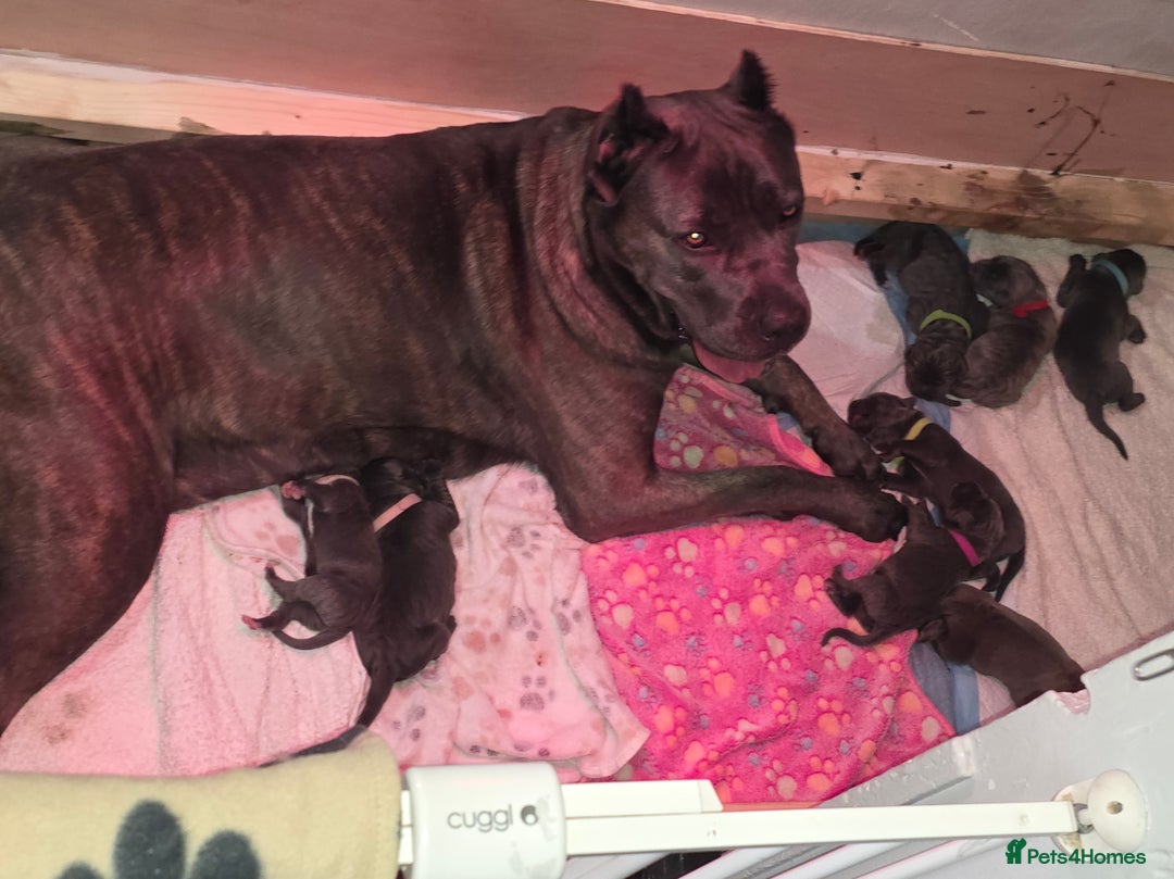 Cane Corso dogs for sale: 8 beautiful cane corsos  - Image 23