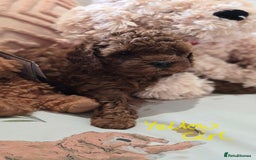 Cavapoo dogs for sale: Gorgeous Health Tested Cavapoo F1B Puppies - Image 13