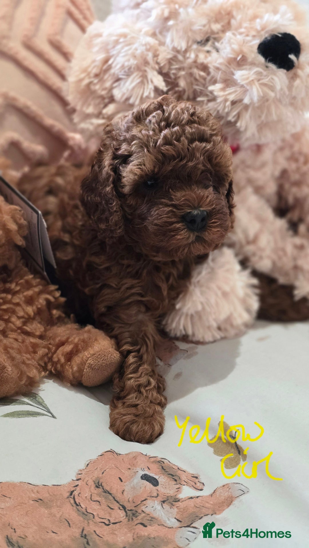 Cavapoo dogs for sale: Gorgeous Health Tested Cavapoo F1B Puppies - Image 13