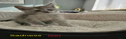 Maine Coon cats for sale: 12 Maine Coon kittens  - Advert 13