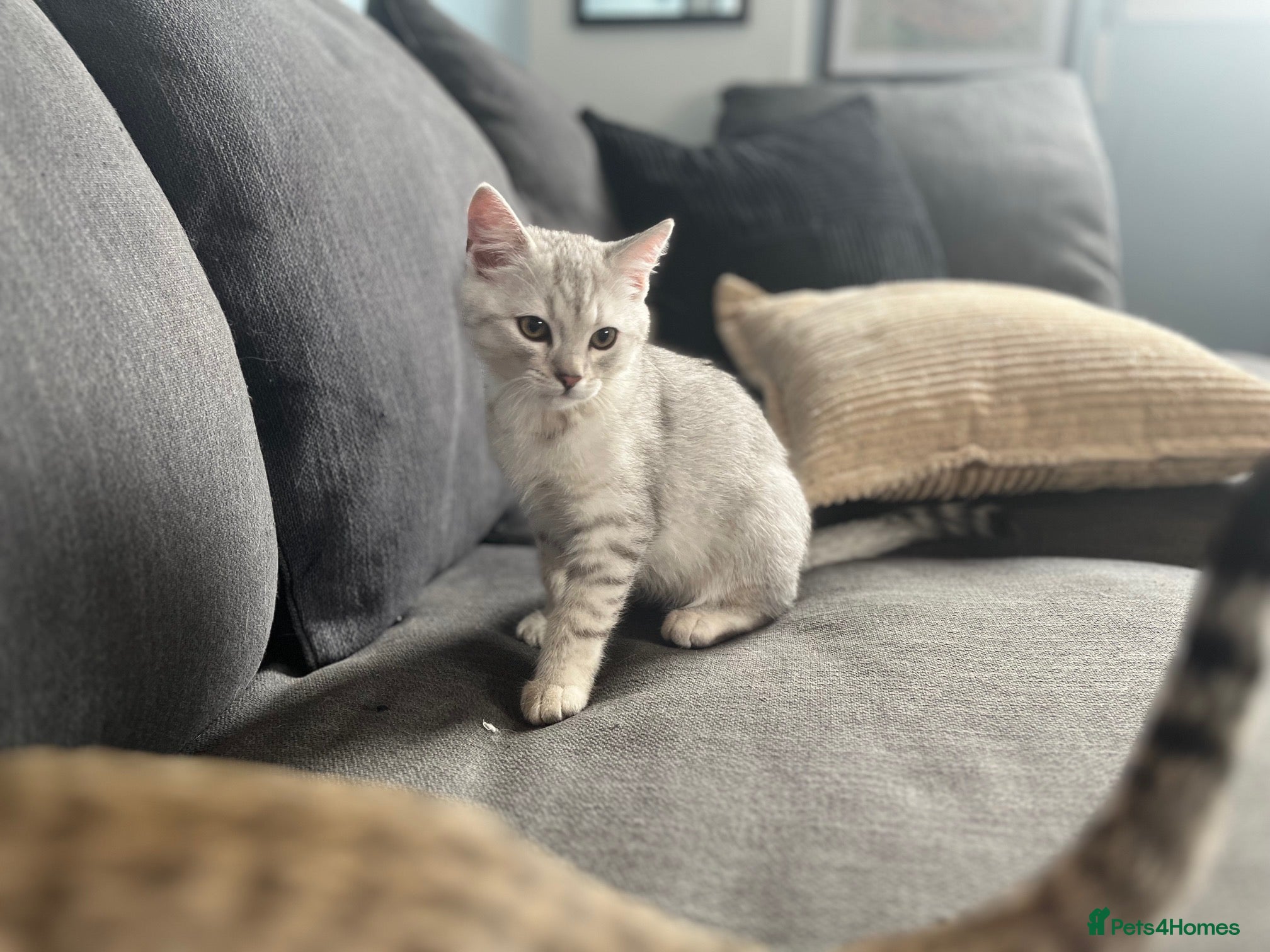 British Shorthair cats for sale: BHS x kittens - Advert 4