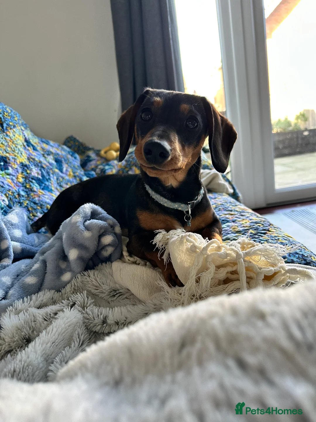 Miniature Dachshund dogs for sale: Miniature Dachshund Female. 6 Month’s Old.  - Advert 10