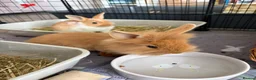 Lionhead rabbits for sale: Lion Head Cross bunnies  in Inverness - Advert 6