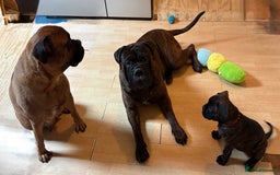 Bullmastiff dogs for sale: 🐾 KC registered bullmastiff female puppy 🐾 - Image 9