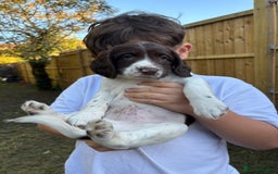 English Springer Spaniel dogs for sale: Gorgeous English Springer spaniel puppies - Image 22
