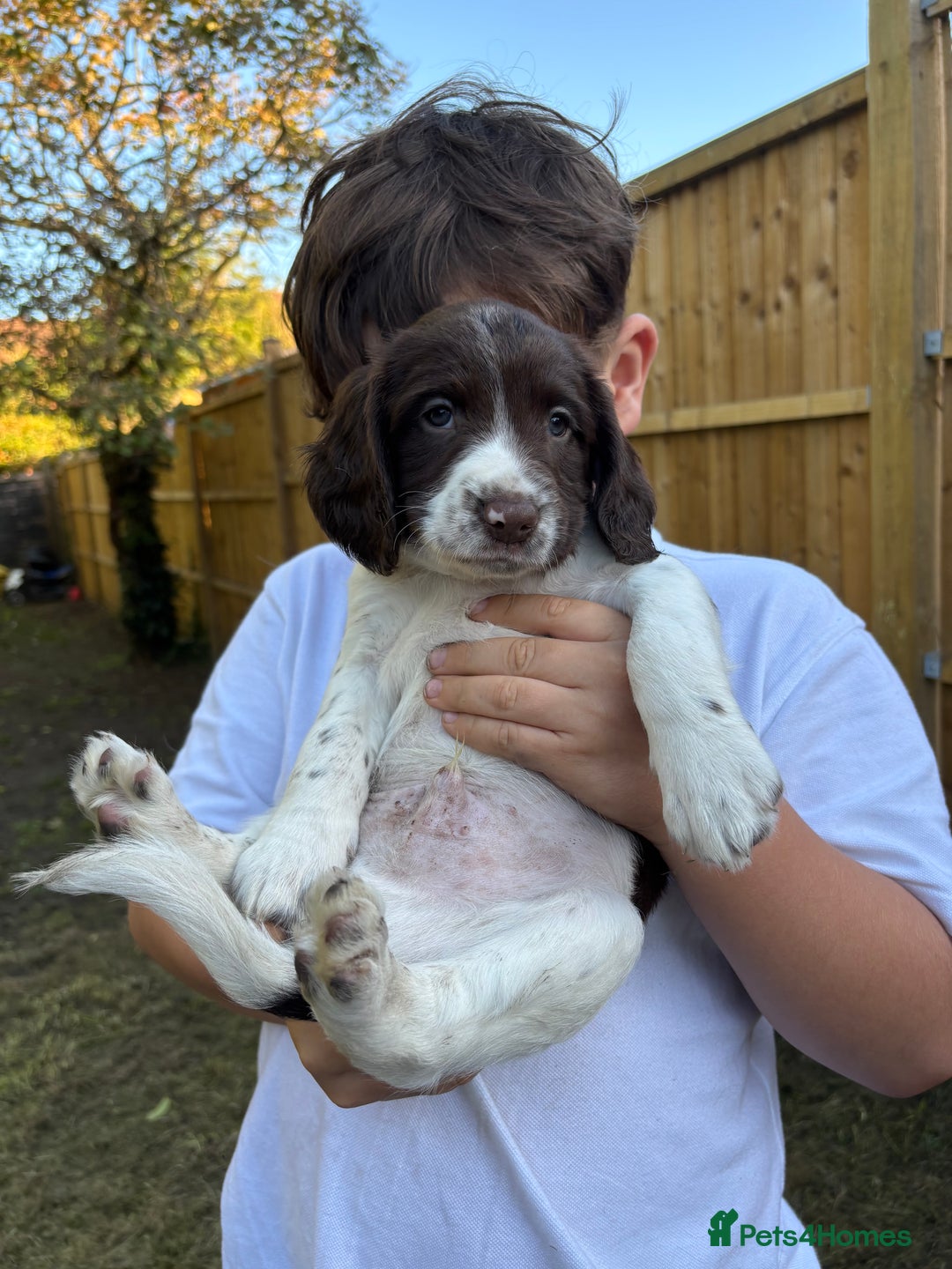 English Springer Spaniel dogs for sale: Gorgeous English Springer spaniel puppies - Image 22