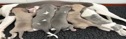 Whippet dogs for sale: Exceptional bred whippets for sale  in Stafford - Advert 16