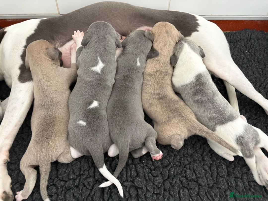 Whippet dogs for sale: Exceptional bred whippets for sale  in Stafford - Advert 16
