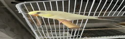 Finches birds for sale: Hand reared tame budgie for sale  in Burton-on-Trent - Advert 2