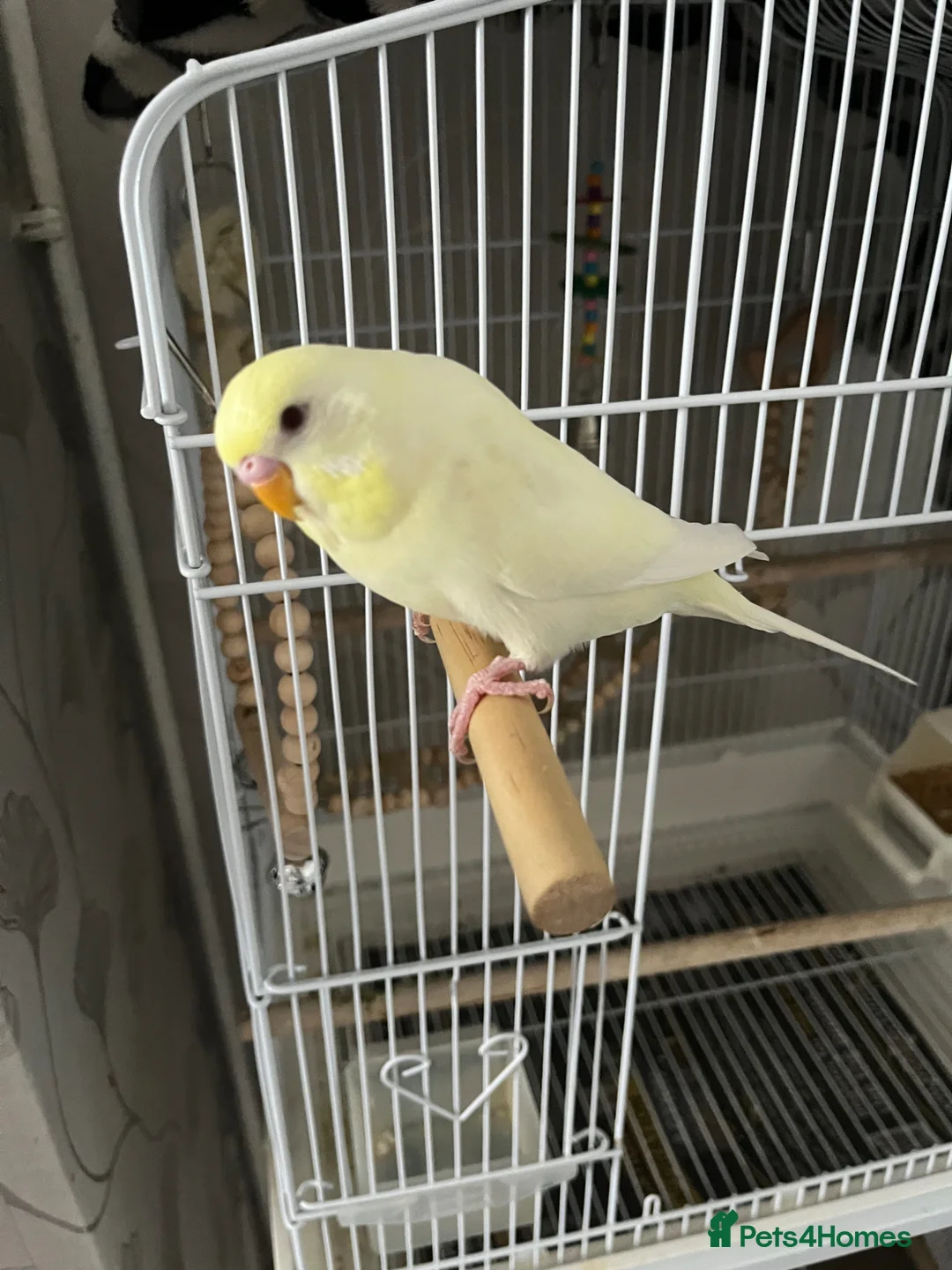 Finches birds for sale: Hand reared tame budgie for sale  in Burton-on-Trent - Advert 2
