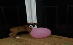 Boxer dogs for sale: Bouncy beautiful boxers  - Image 9