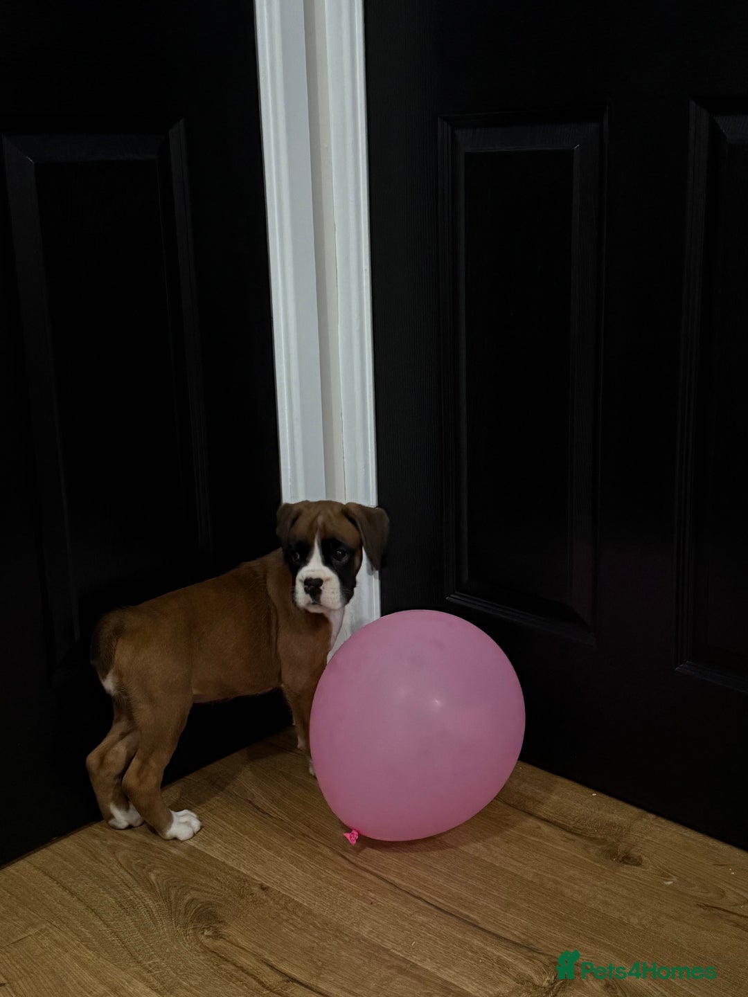 Boxer dogs for sale: Bouncy beautiful boxers  - Image 9