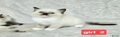 Ragdoll 4