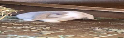 Mini Lop rabbits for sale: Mini lop bunny  - Advert 2